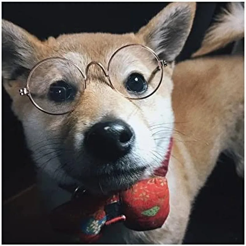 Funny Cute Dog Cat Retro Fashion Sunglasses