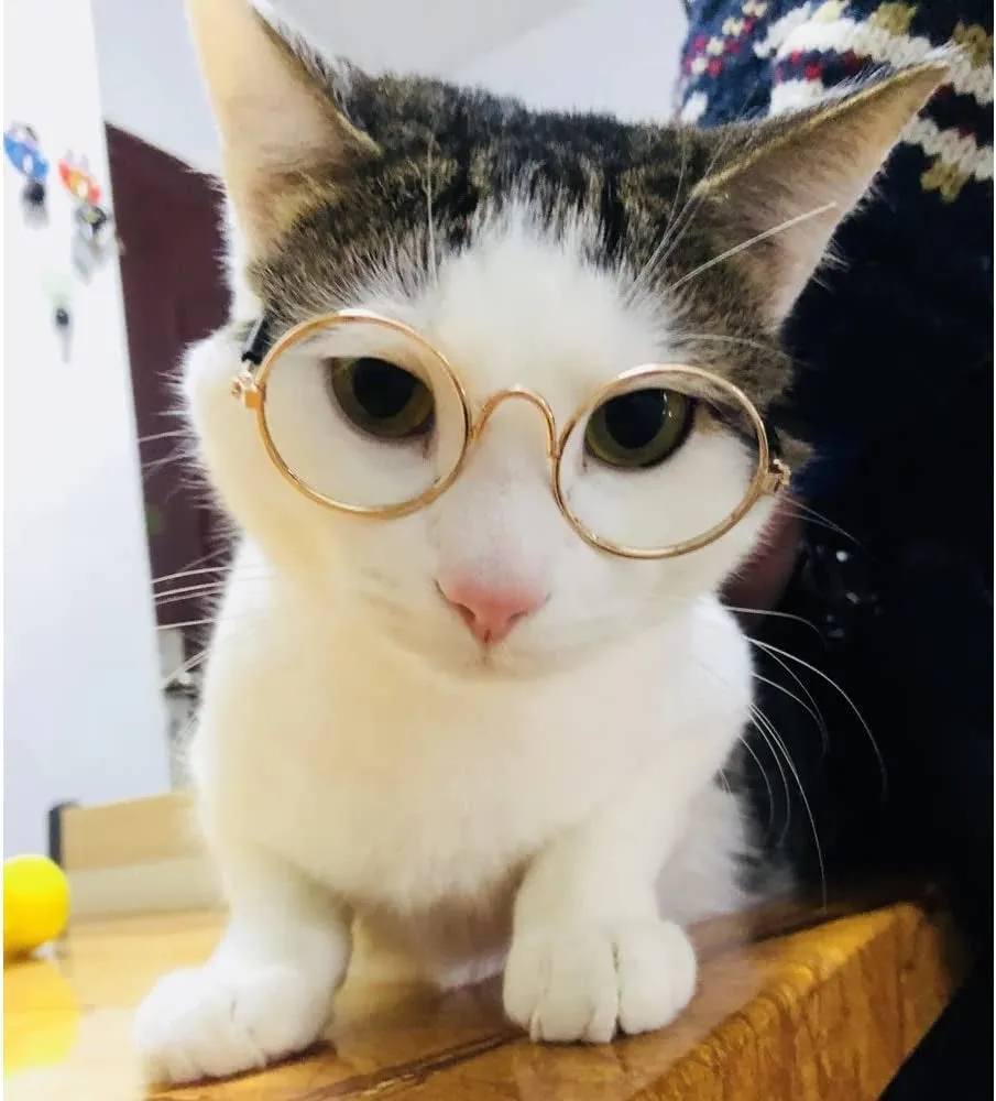 Funny Cute Dog Cat Retro Fashion Sunglasses