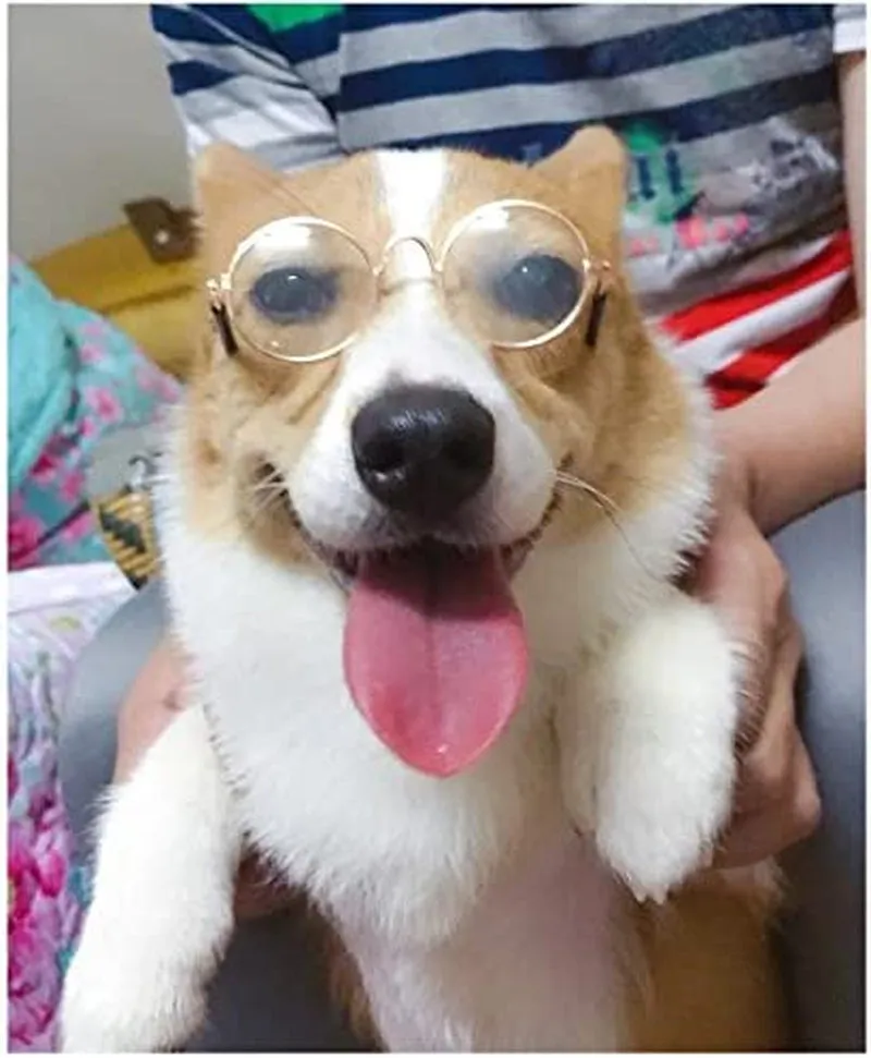 Funny Cute Dog Cat Retro Fashion Sunglasses