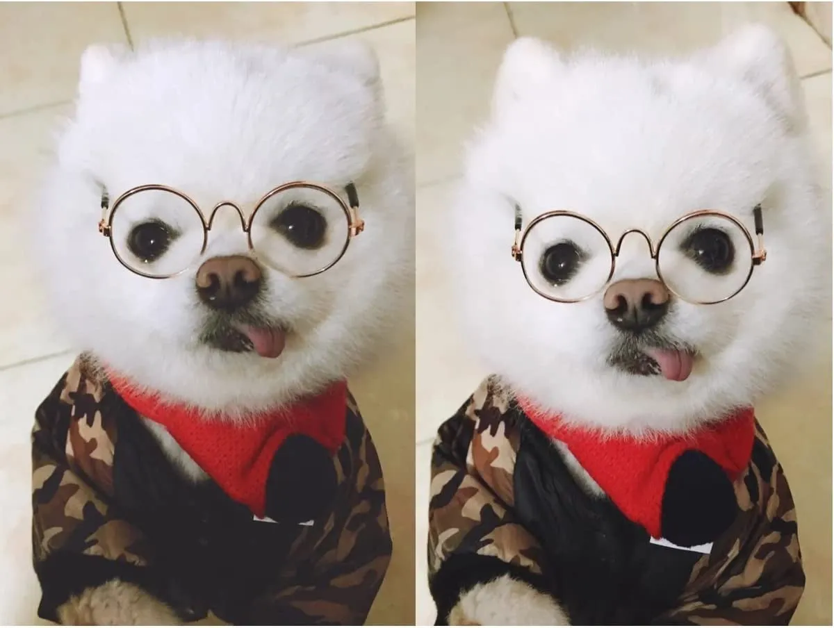 Funny Cute Dog Cat Retro Fashion Sunglasses